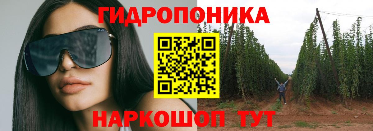 Канабис план  Бошки марихуана Bruce Banner  Канаш  Канабис Ganja 